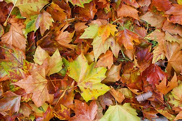 Image showing Leaves