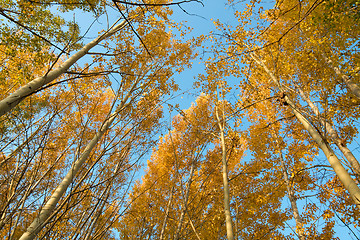 Image showing Autumn