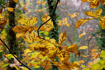 Image showing Autumn