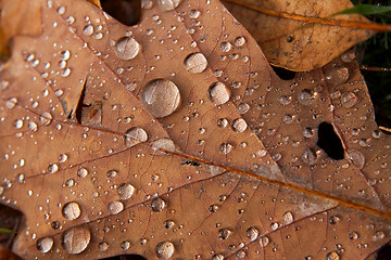 Image showing Leaves