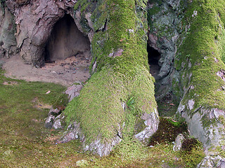 Image showing  An old tree root covered by moss.