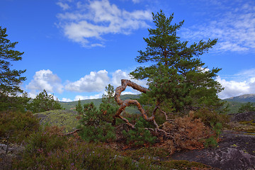 Image showing Norwegian woods