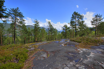 Image showing Norwegian woods