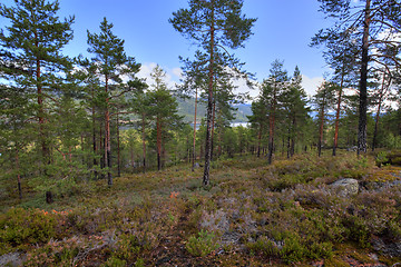 Image showing Norwegian woods