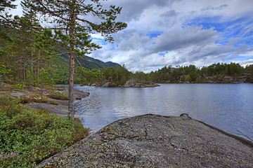 Image showing Norwegian woods