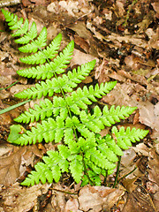 Image showing Young Fern