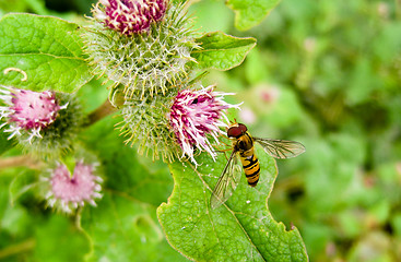 Image showing Hoverfly on thistle