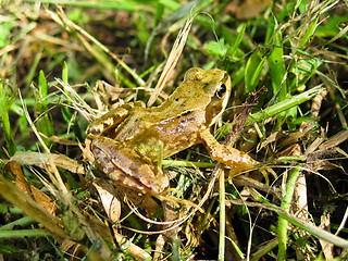 Image showing Frog on riverbank