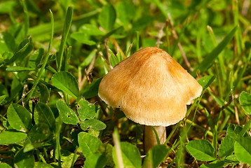 Image showing Toadstool