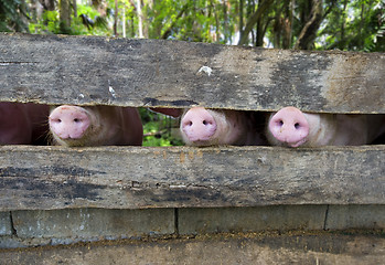 Image showing close-up of three pig snouts