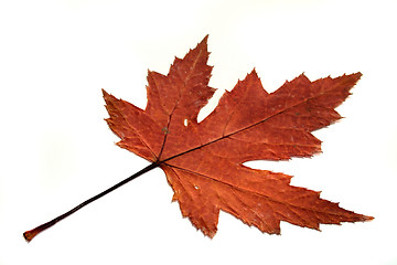 Image showing Maple leaf