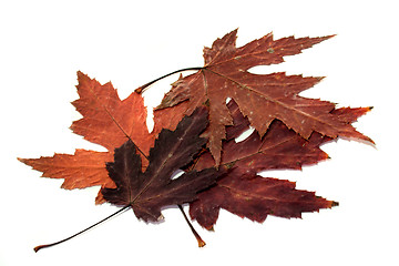 Image showing Maple leaves