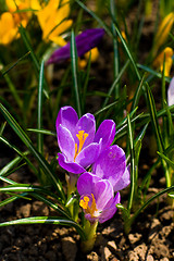 Image showing  violet crocuses