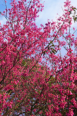 Image showing Bougainvillea blossoms