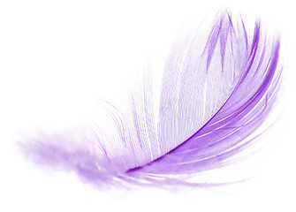 Image showing Feather