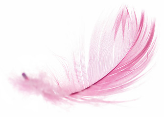 Image showing Feather