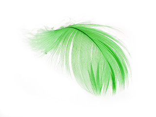 Image showing Feather