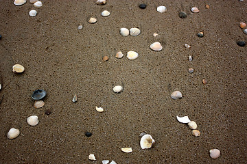 Image showing seashell