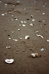 Image showing seashell