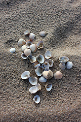 Image showing seashell