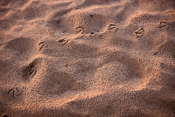 Image showing seagullprints in the sand
