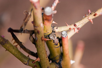 Image showing Close up on a Rose Bush