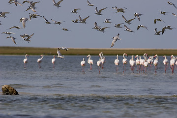 Image showing Seabirds Mozambique