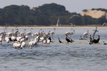 Image showing Seabirds Mozambique