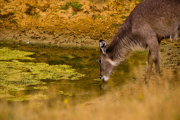 Image showing Kudu