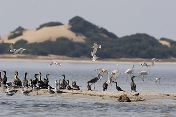 Image showing Seabirds Mozambique