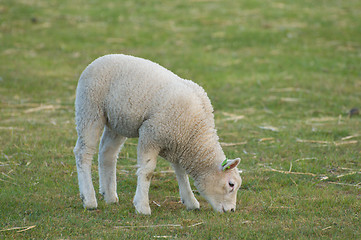 Image showing a lamb in a meadow.