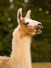 Image showing Lama