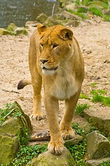 Image showing Lioness