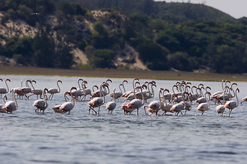 Image showing Seabirds Mozambique