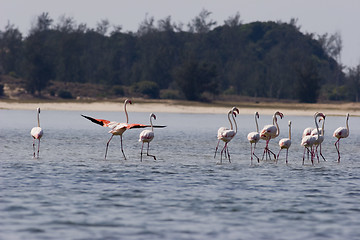 Image showing Seabirds Mozambique