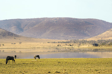 Image showing Wildebeest Grazing