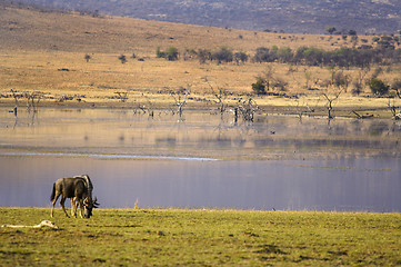 Image showing Wildebeest