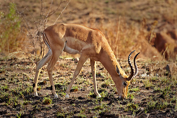 Image showing Impala Antelope