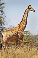 Image showing Giraffe