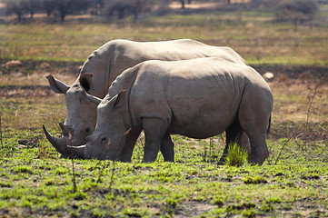 Image showing Rhino Family