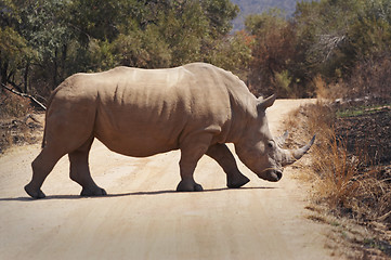 Image showing Rhino crossing the road