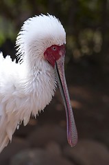 Image showing Spoonbill Bird South Africa