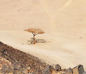 Image showing Lonely dry tree in Egypt desert