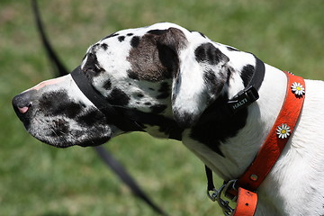 Image showing Great Dane