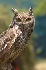 Image showing Owl