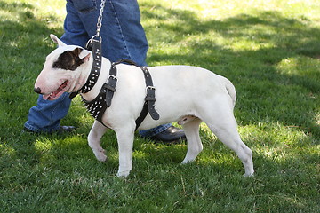 Image showing Bull Terrier