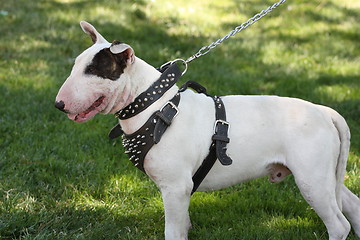 Image showing Bull Terrier
