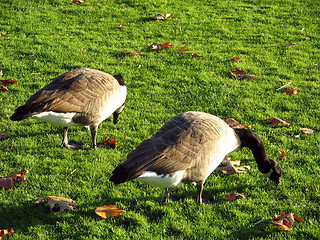 Image showing Animal in Freedom