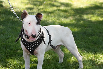 Image showing Bull Terrier