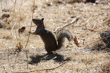 Image showing Squirrel 